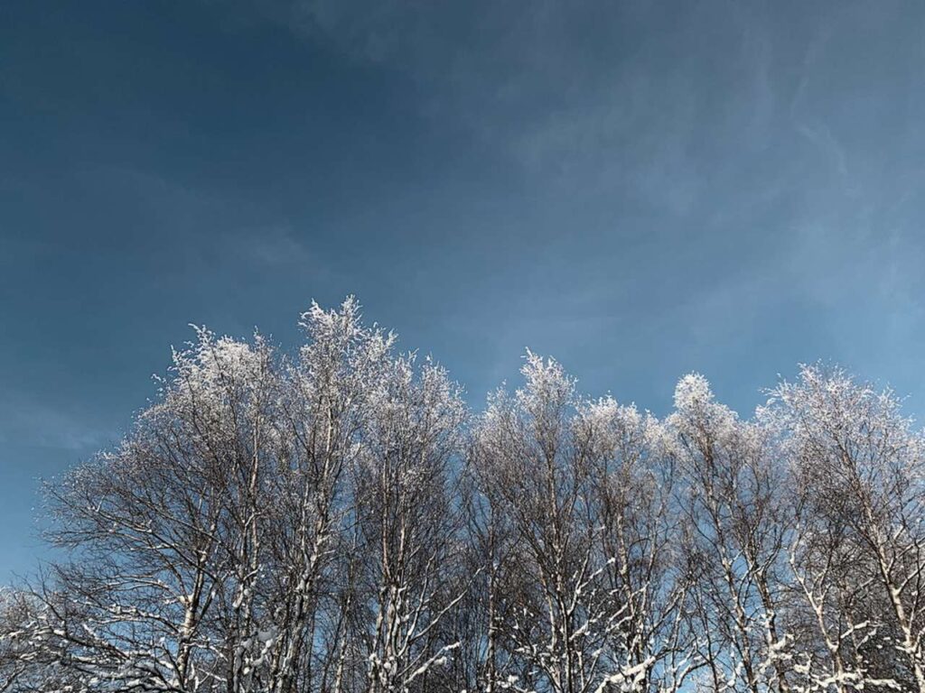 Baumwipfel, Schwarzes Moor - Fotografie von Martin Eller, Ausstellung Natura naturata - Galerie Alte Schule