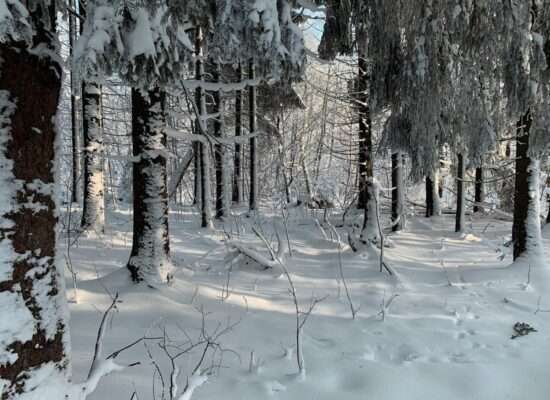 Schwarzes Moor, 2023 Januar, Fotografie von Martin Eller, Ausstellung Natura naturata - Galerie Alte Schule