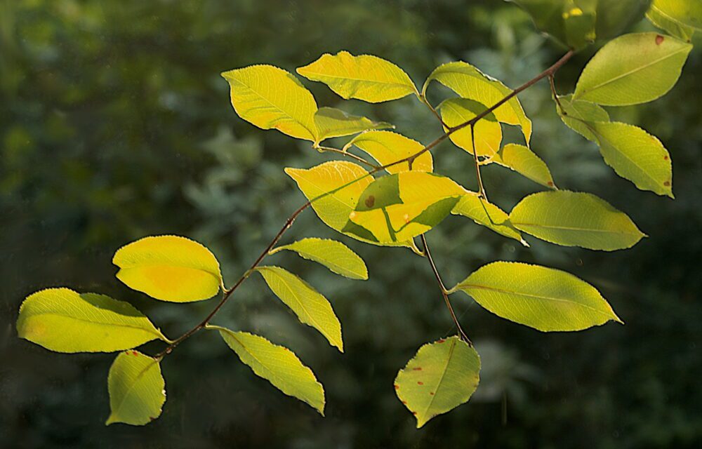 Feuillage vert doré, grün-goldene Preziosen vor dem Atelierfenster, Fotografie von Martin Eller, 2015 - Galerie Alte Schule