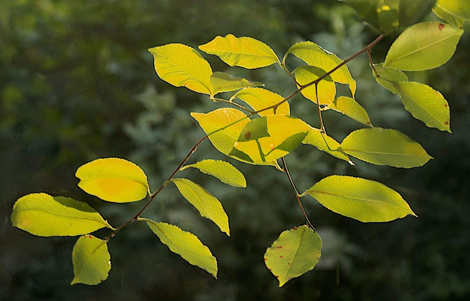 Feuillage vert doré, grün-goldene Preziosen vor dem Atelierfenster, Fotografie von Martin Eller, 2015 - Galerie Alte Schule