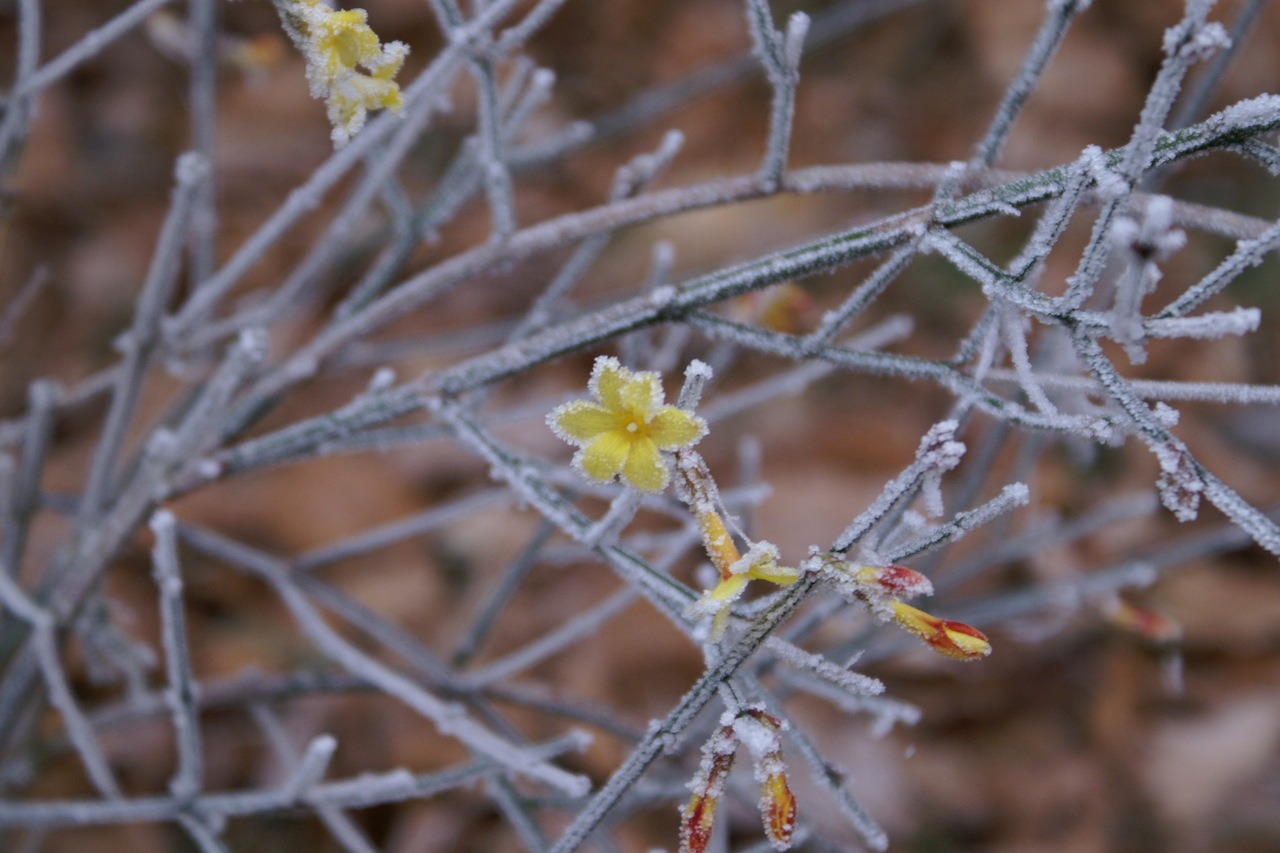 Winterjasmin, Lichtblick im Frost, Fotografie von Martin Eller, 2016 - Galerie Alte Schule